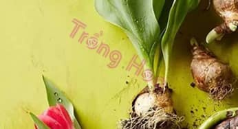 Tiết lộ bí quyết trồng hoa đảm bảo hoa nở đẹp đúng dịp Tết
