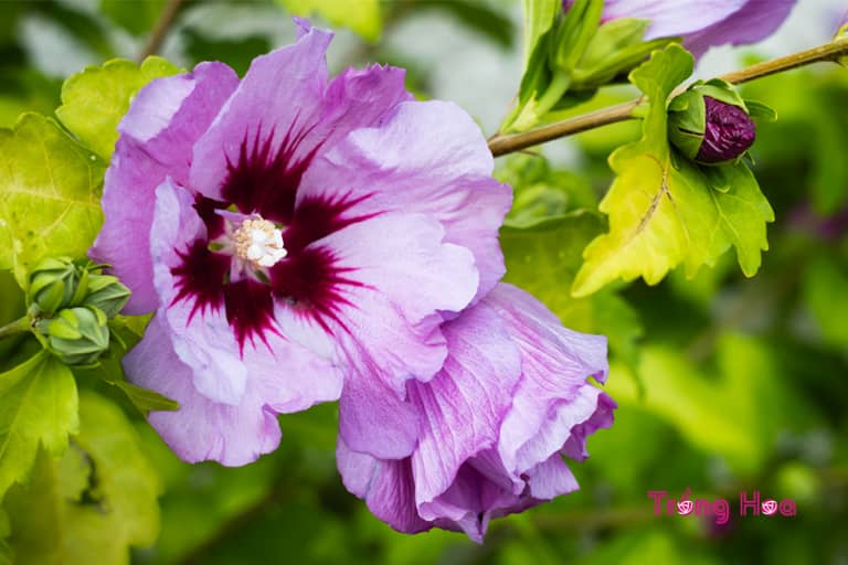 Bụp hồng cận (Hoa hồng Sharon) - Hibiscus syriacus