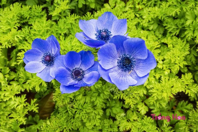 Đặc điểm hoa hải quỳ Anemone coronaria