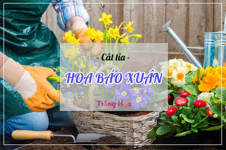 Phương pháp cắt tỉa hoa báo xuân đón Tết về