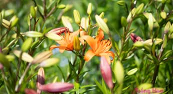 Cắt tỉa hoa lily: Phương pháp tỉa hoa ly nở đẹp ngày Tết đến