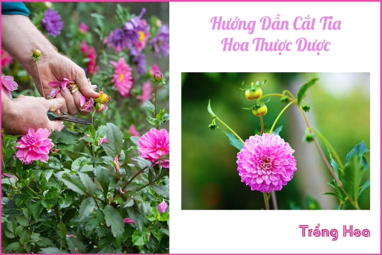 Làm thế nào để cắt tỉa hoa thược dược