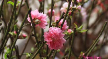 Hoa đào – Prunus persica