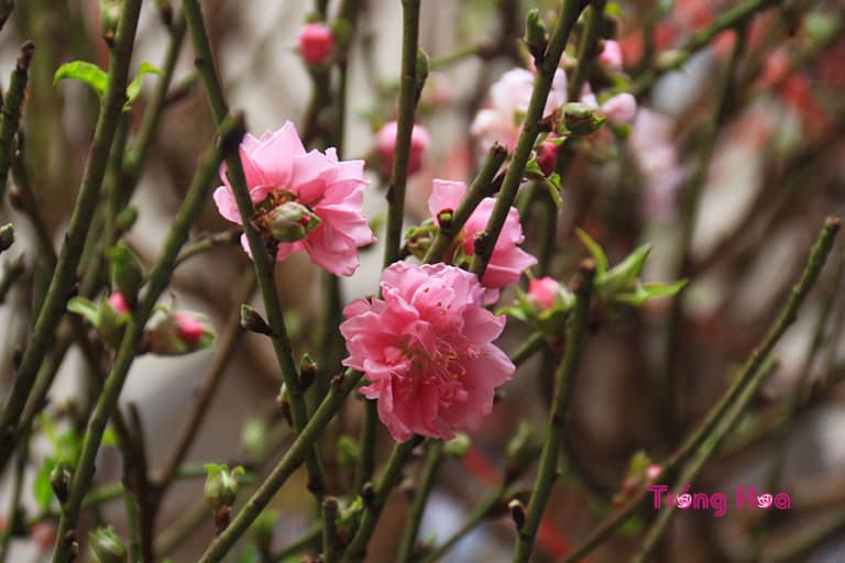 Tìm hiểu tất cả về hoa đào Prunus persica