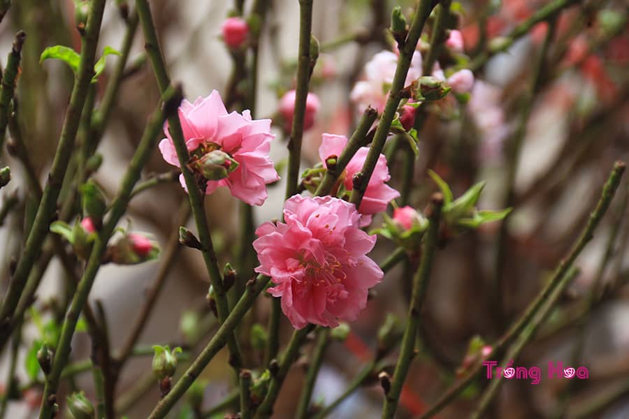 Tìm hiểu tất cả về hoa đào Prunus persica