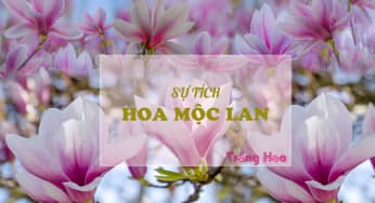 Sự tích hoa mộc lan về cô gái bán hoa và giọt máu thần kỳ