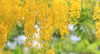 Hoa muồng hoàng yến – Cassia fistula