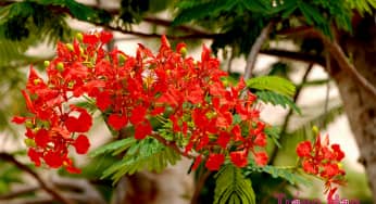 Hoa phượng vĩ – Delonix regia