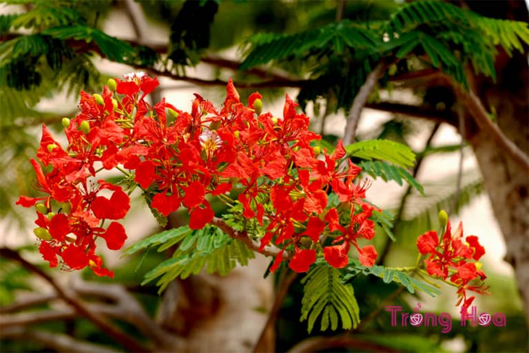 Hoa phượng vĩ - Delonix regia