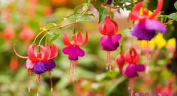 Hướng dẫn cách cắt tỉa cây hoa lồng đèn Fuchsia