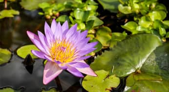 Hoa súng Water Lily – Nymphae
