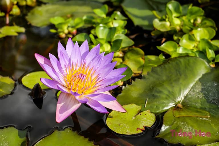 Tìm hiểu về hoa súng Water Lily