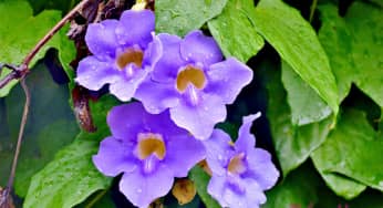 Hoa cát đằng (Blue trumpet vine) – Thunbergia grandiflora