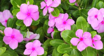 Hoa dừa cạn (Periwinkle) – Catharanthus Roseus