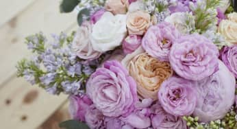 Hoa mao lương (Persian buttercup) – Ranunculus asiaticus
