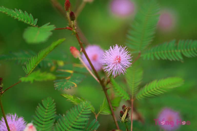 Tìm hiểu về hoa trinh nữ Pudica