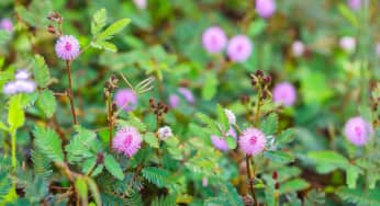 Hoa trinh nữ (Pudica)- Mimosa pudica L