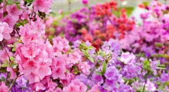 Cách trồng hoa đỗ quyên bằng phương pháp gieo hạt
