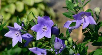 Hoa cát cánh (Balloon Flower) – Platycodon grandiflorum