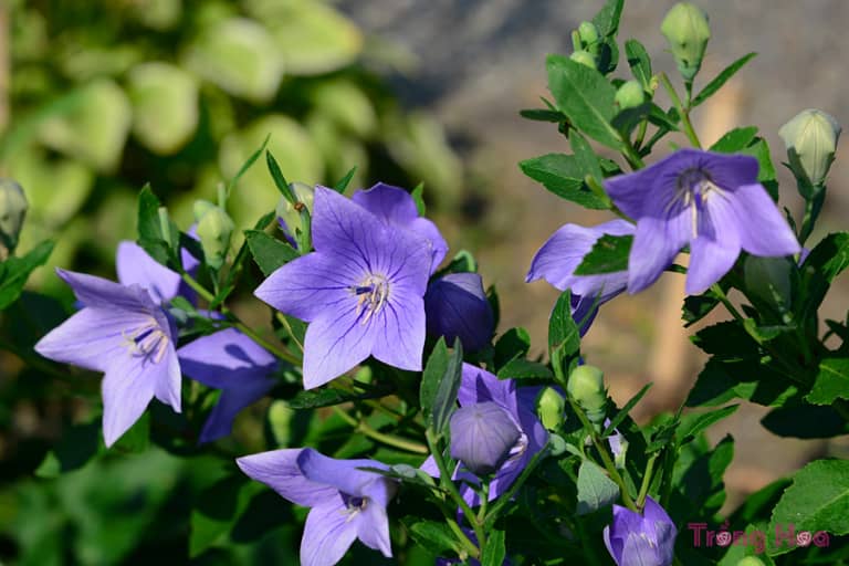 Hoa cát cánh (Balloon Flower) - Platycodon grandiflorum