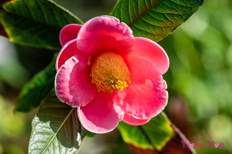 Hoa hải đường - Camellia amplexicaulis