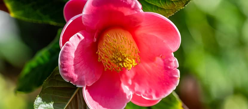 Hoa hải đường - Camellia amplexicaulis