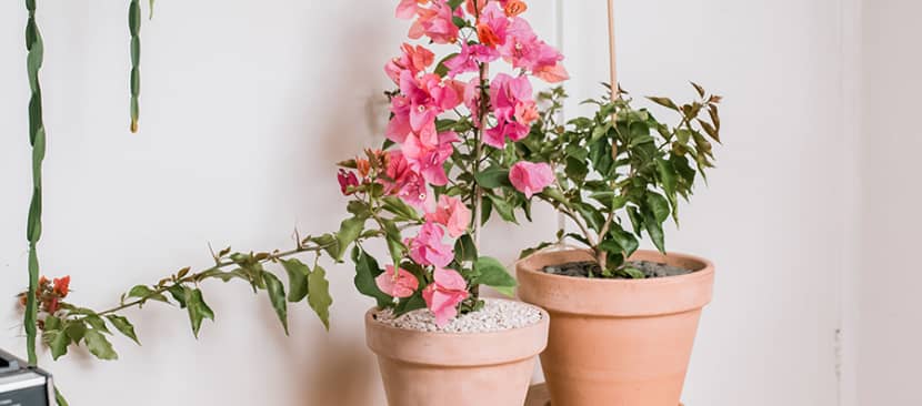 cách trồng hoa giấy trong nhà