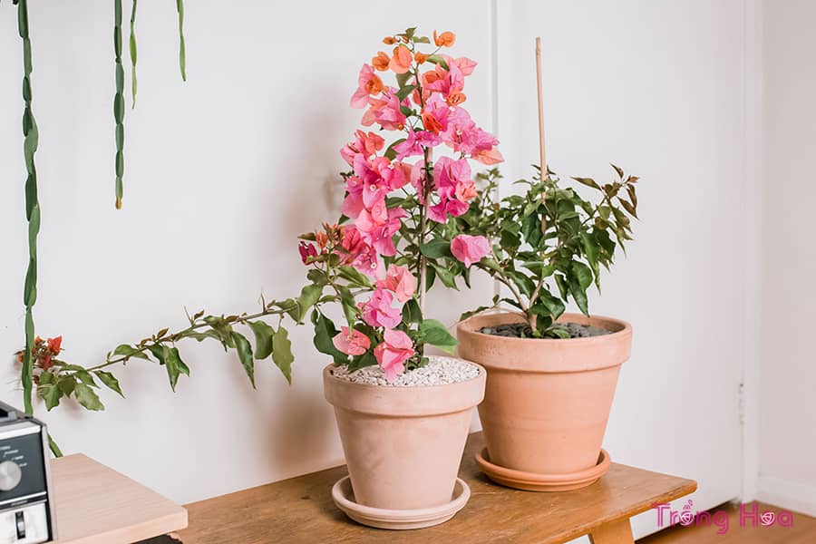 cách trồng hoa giấy trong nhà