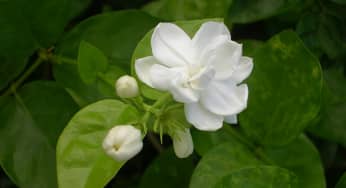 Cách trồng hoa nhài bằng phương pháp gieo hạt