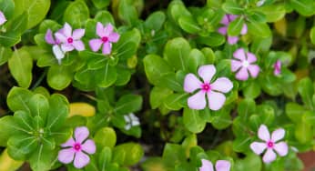 Cách trồng hoa dừa cạn bằng phương pháp giâm cành
