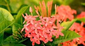 Hoa trang (Hoa mẫu đơn ta) – Ixora coccinea