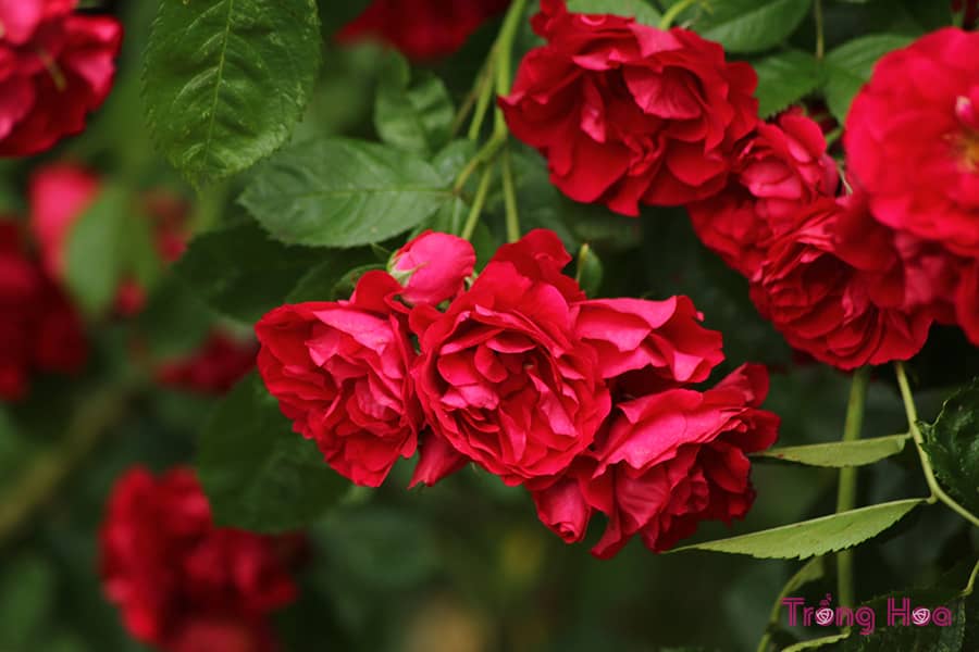 Nguyên tắc trồng hoa hồng giúp hoa nở nhiều