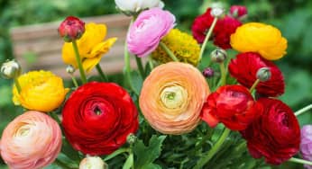 Các bước trồng hoa mao lương bằng củ đúng kỹ thuật