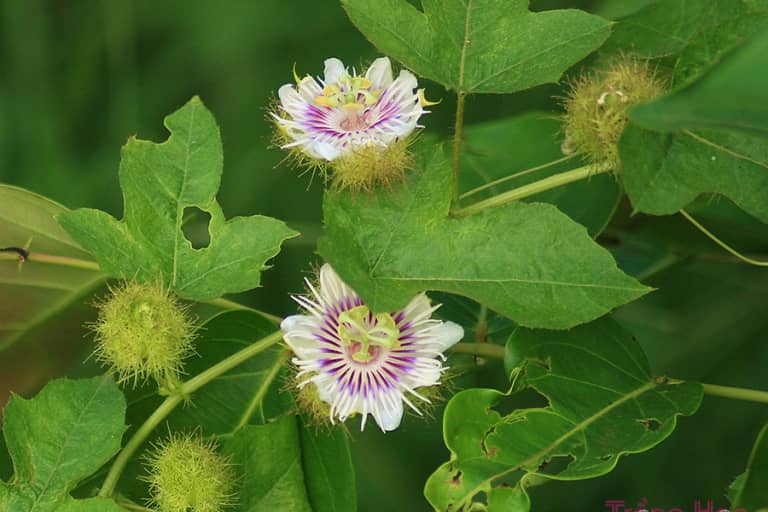 Hoa lạc tiên (Passion Flower)