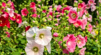 Hoa mãn đình hồng (Hollyhock) – Althaea rosea