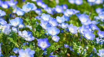 Hoa mắt xanh (Thủy tiên xanh) – Nemophila