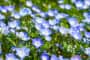 Hoa mắt xanh Nemophila