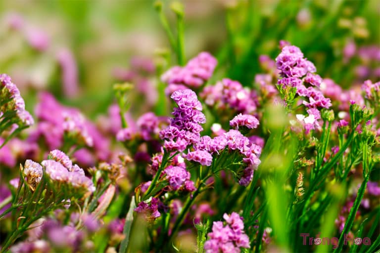 Hoa Salem - Limonium sinuatum