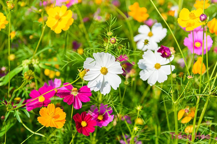 10 loại hoa hằng năm dễ trồng từ hạt giống