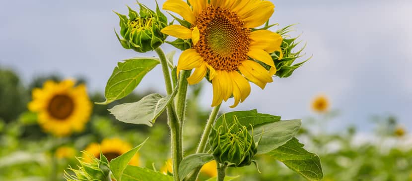 Tổng quan về hoa hướng dương Sunflower