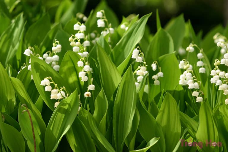 Hoa linh lan (Lan chuông) - Convallaria majalis