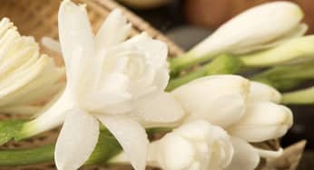 Sự tích hoa Huệ về cô gái bán trầm hương bảo vệ dân làng