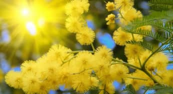 Sự tích hoa Mimosa khẳng định sự chung thủy trọn đời