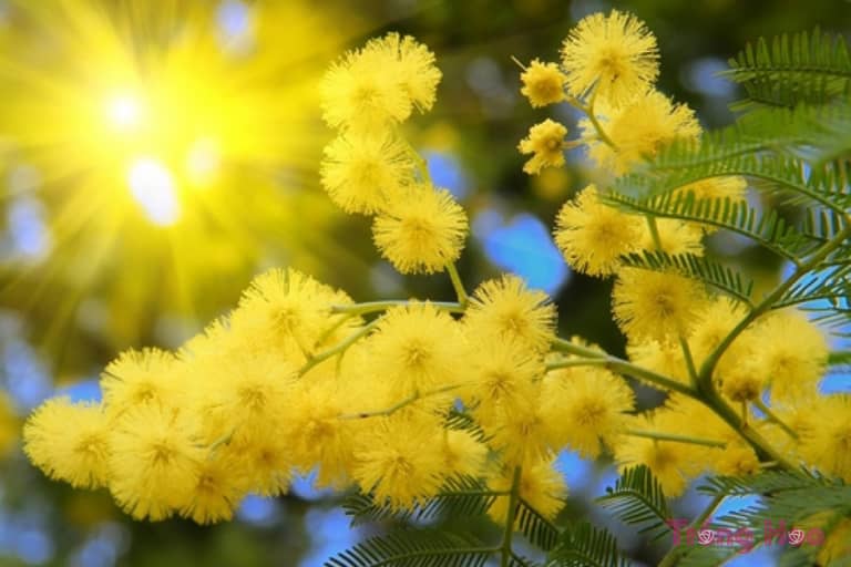 Sự tích hoa trinh nữ vàng Mimosa