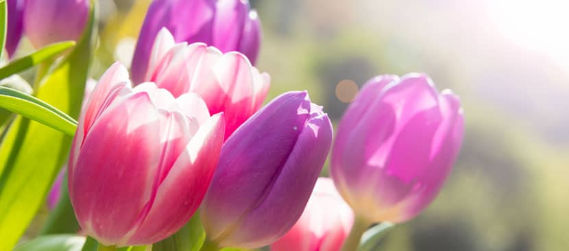 Truyện ngắn hoa tulip