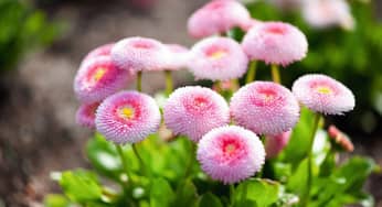 Hoa cúc Anh (English Daisy) – Bellis perennis