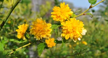 Hoa Lệ Đường (Hoàng Độ Mai) – Kerria japonica
