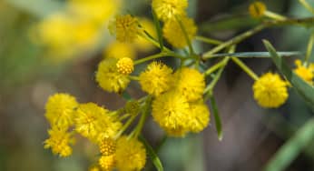 Hoa trinh nữ vàng (Mimosa) – Acacia Podalyriaefolia