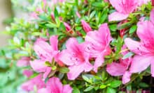 Cách cắt tỉa hoa đỗ quyên đúng cách