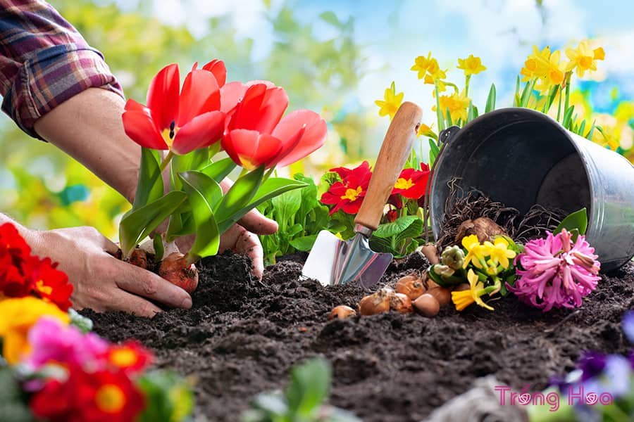 10 loại củ trồng hoa vào mùa thu
